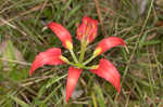 Pine lily